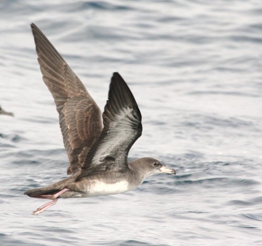 Pink-footed Shearwater